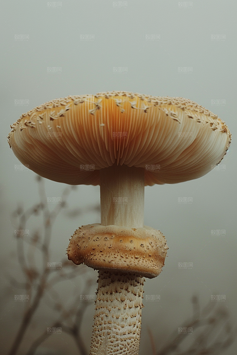 蘑菇山林山珍摄影图