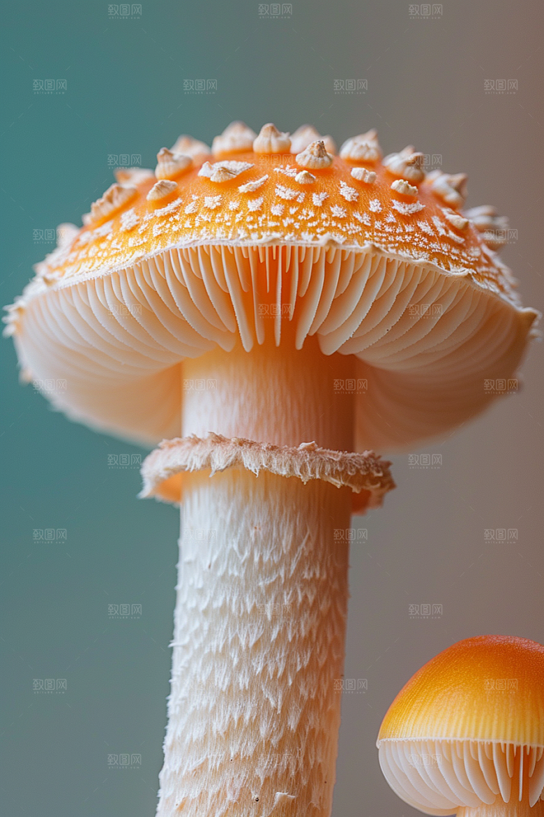 蘑菇美味食材摄影图