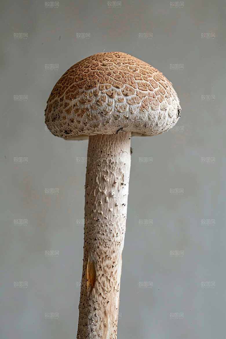 蘑菇食材鲜美摄影图