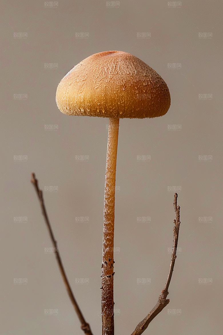 蘑菇菌菇菌子摄影图