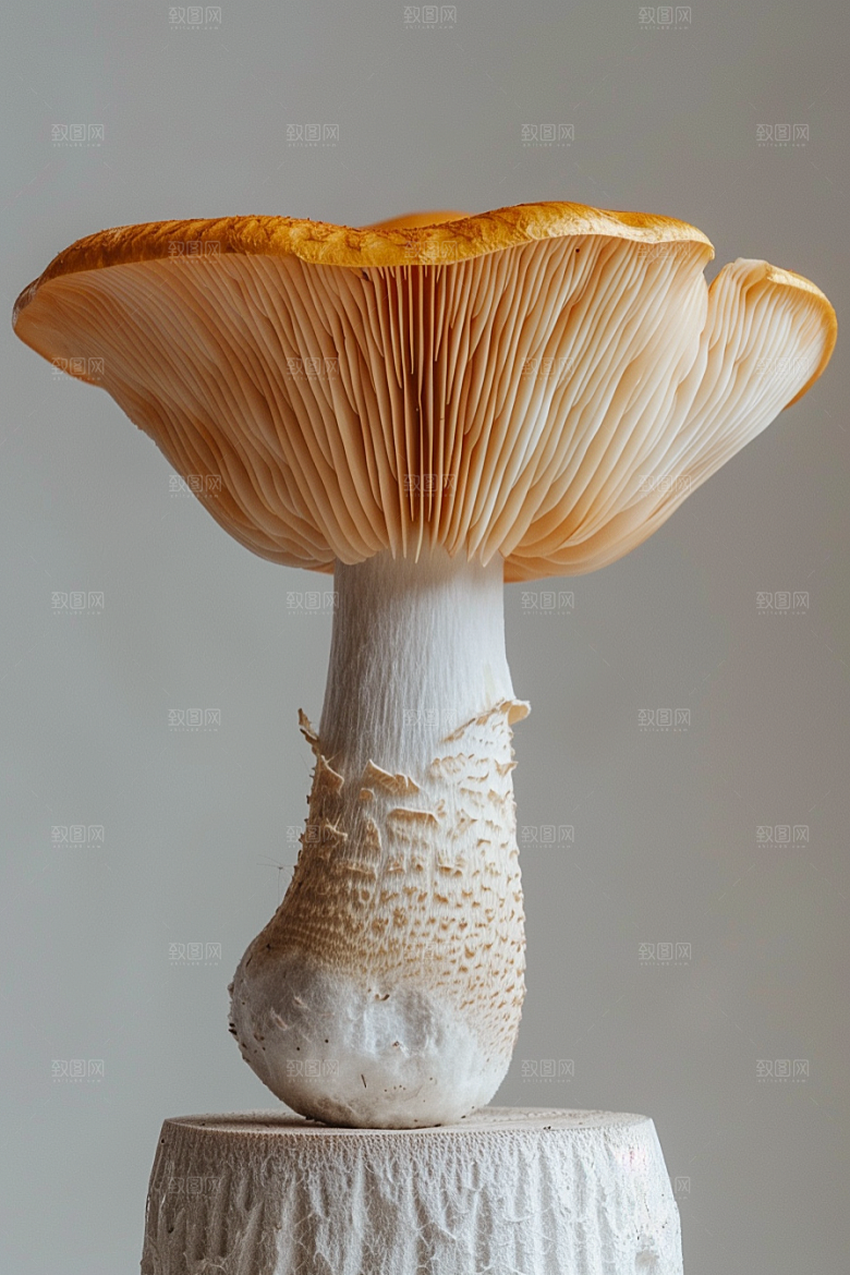 蘑菇菌菇树林摄影图