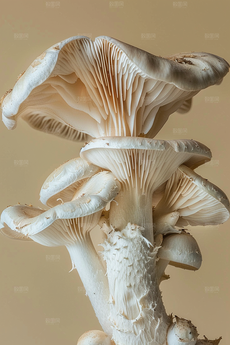 蘑菇高清清新摄影图