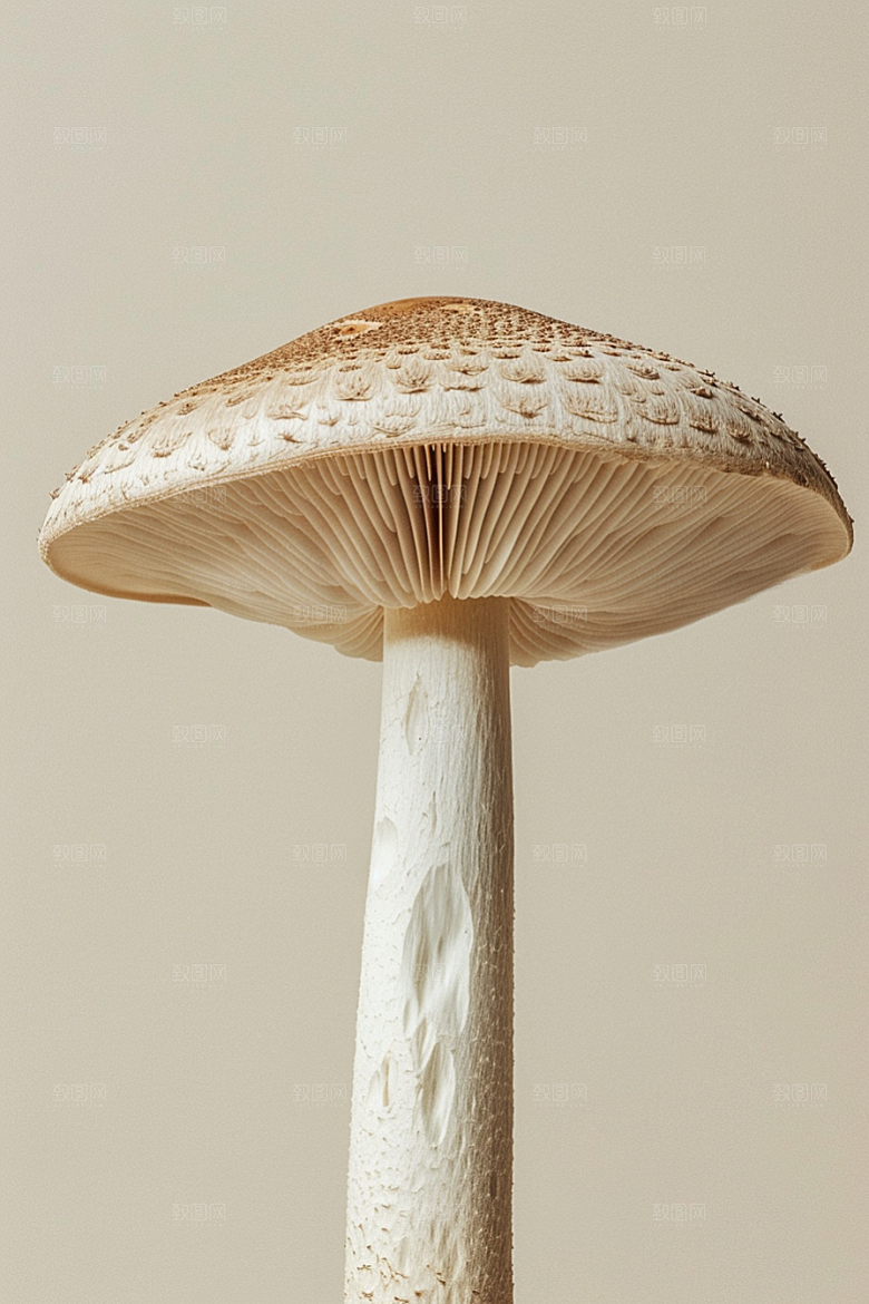 蘑菇菌子鲜美摄影图