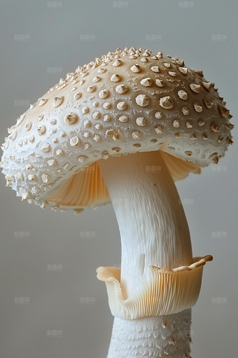 蘑菇美味树林摄影图