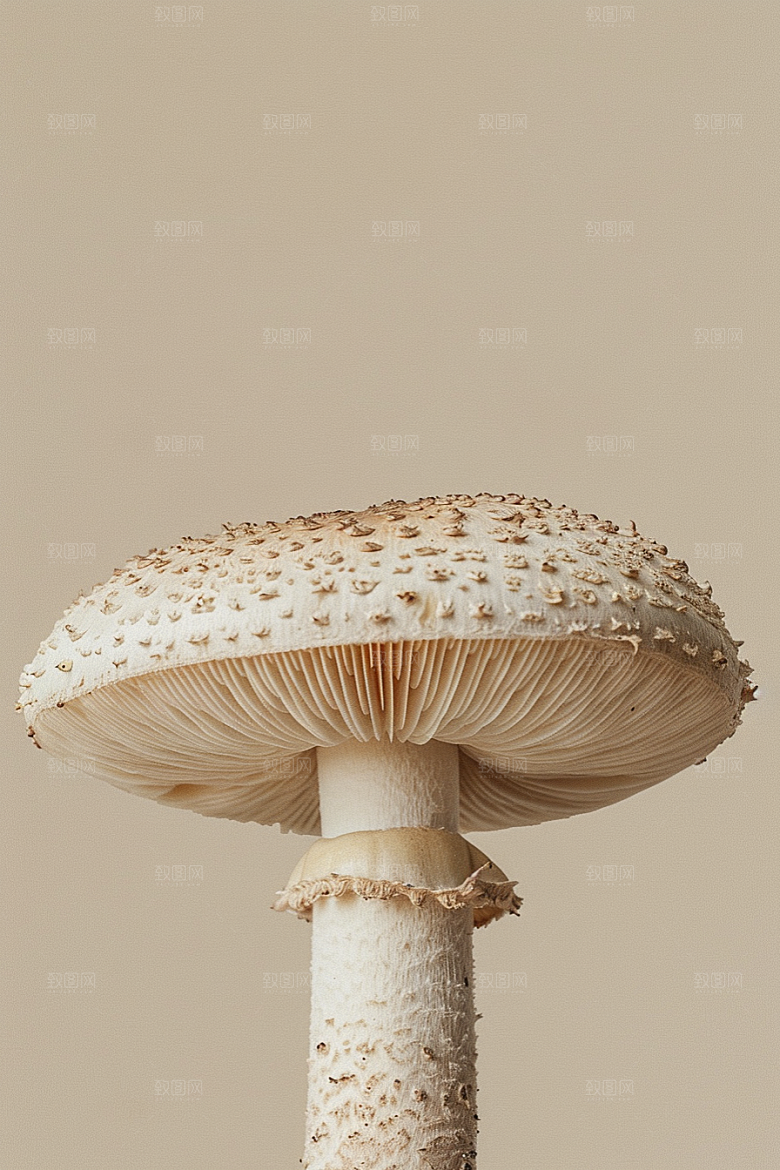 蘑菇清新树林摄影图