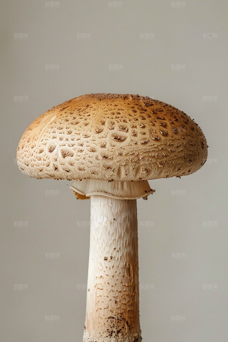 蘑菇雨后食材摄影图
