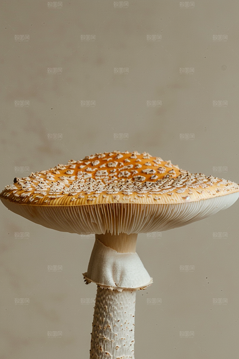 蘑菇山珍云南摄影图