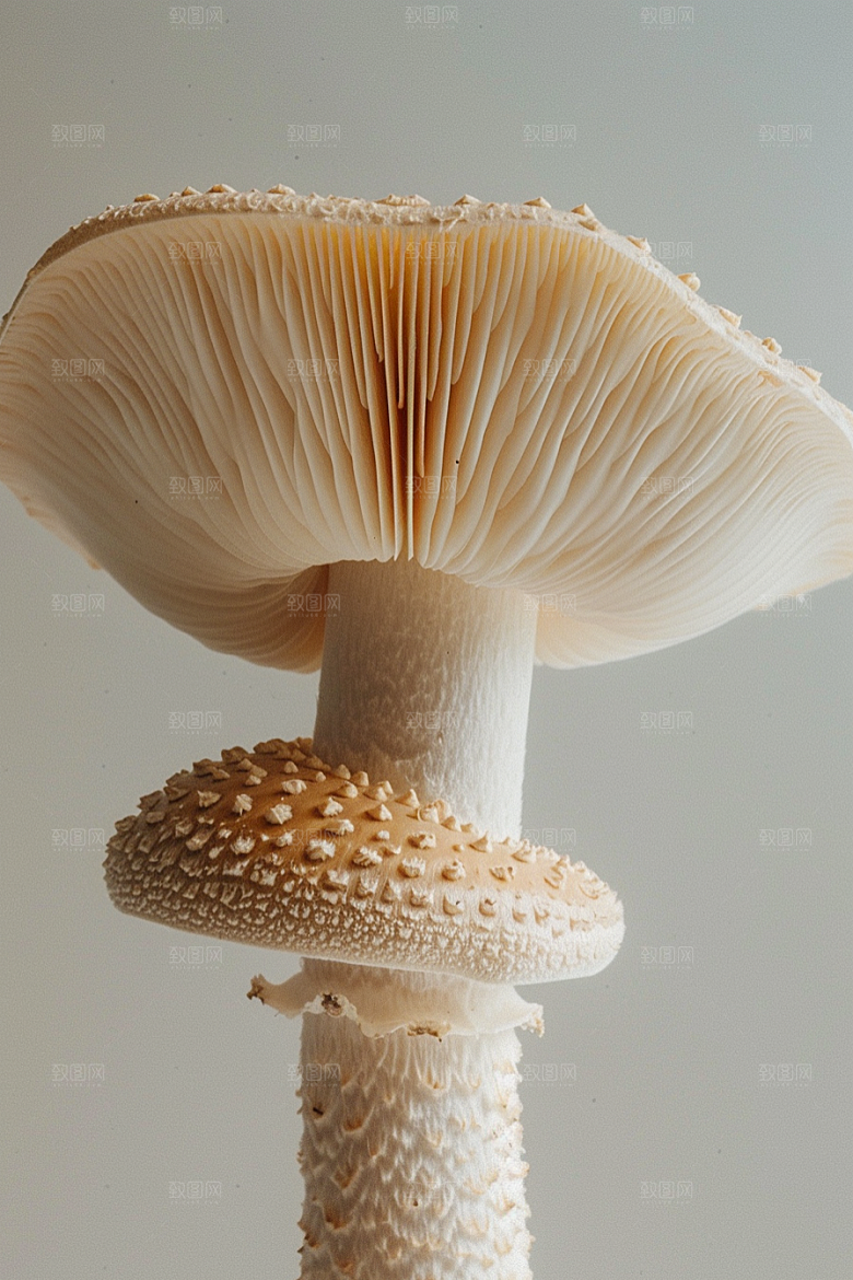 蘑菇山珍美味摄影图