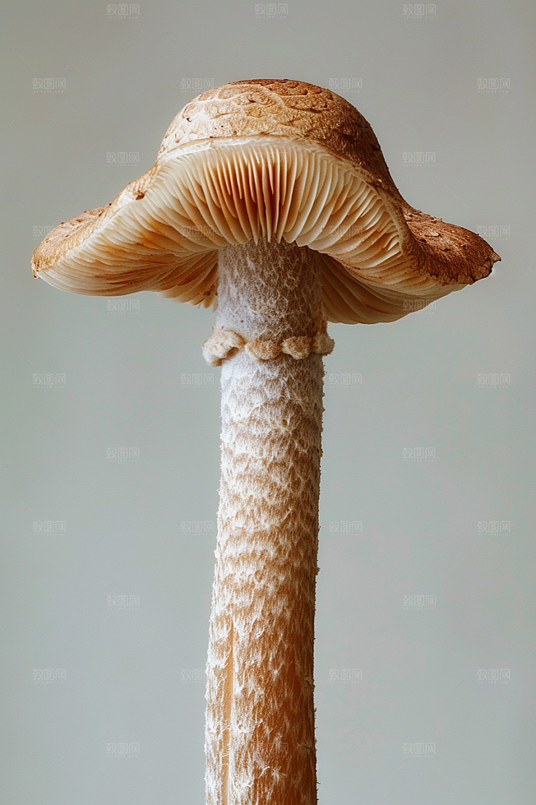 蘑菇美味菌子摄影图