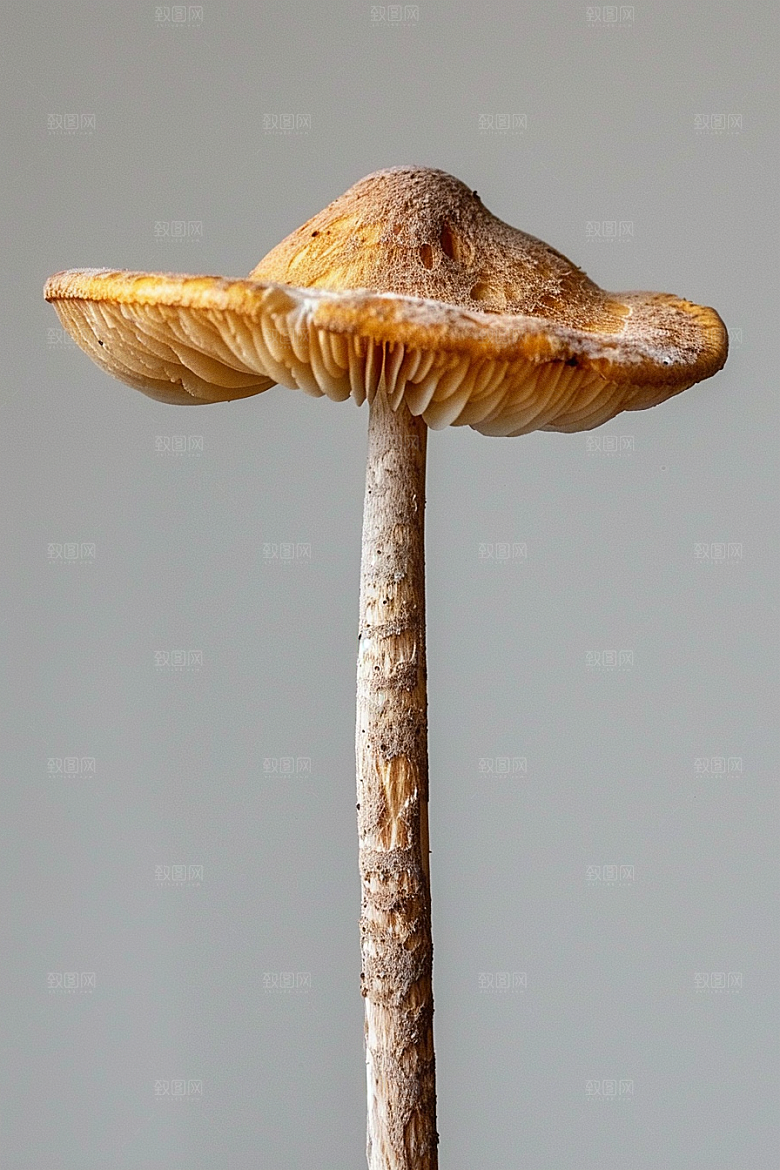 蘑菇树林菌子摄影图