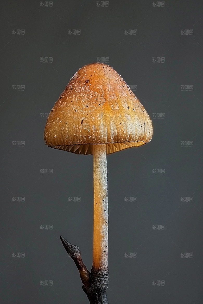 蘑菇山珍菌子摄影图