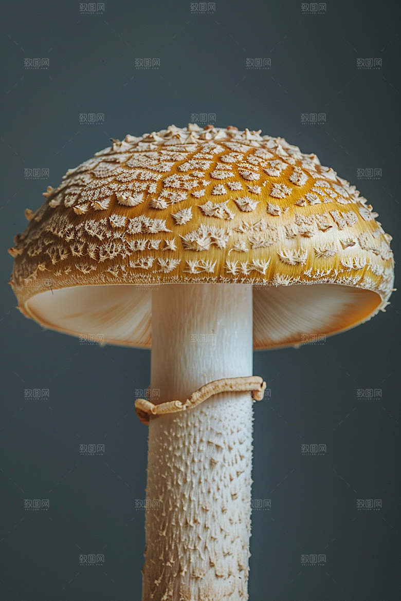 蘑菇山珍清新摄影图