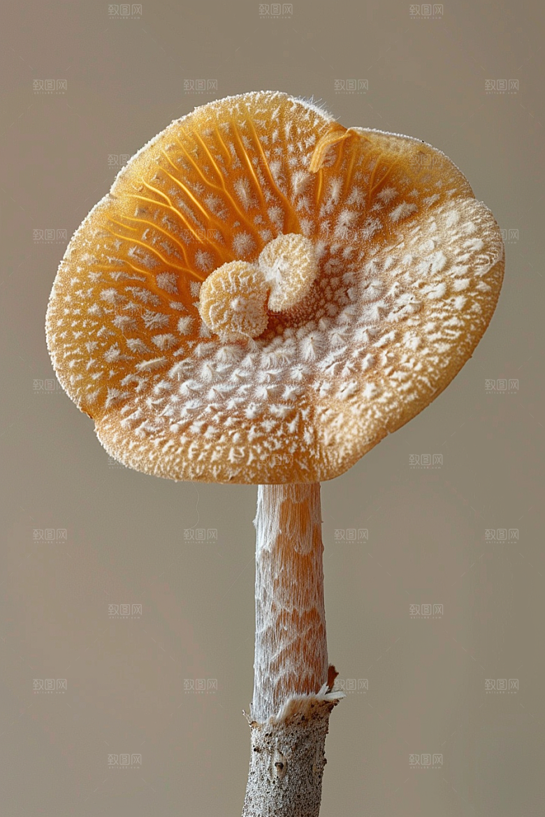 蘑菇山珍清新摄影图