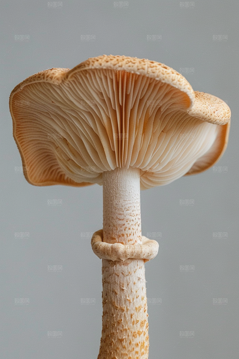 蘑菇高清自然摄影图