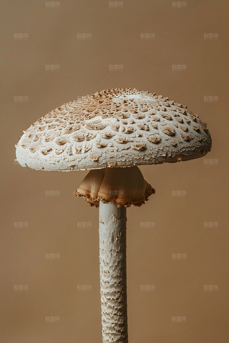 蘑菇雨后菌菇摄影图