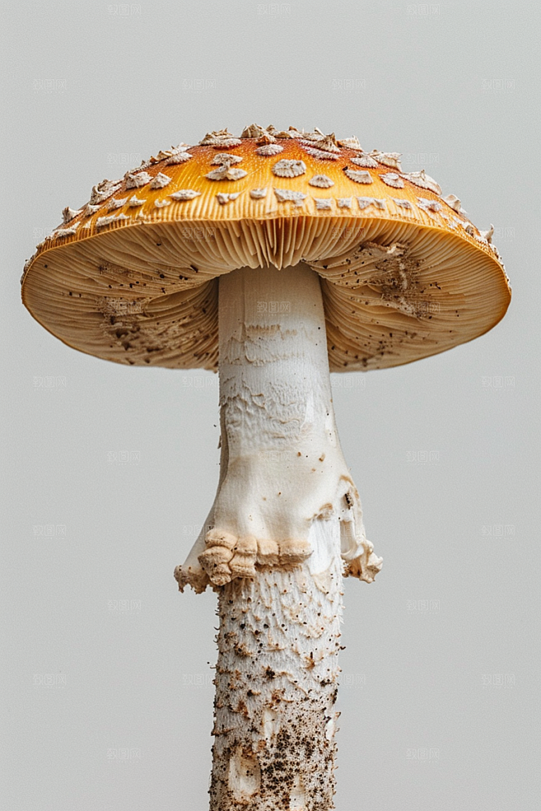 蘑菇山林美味摄影图