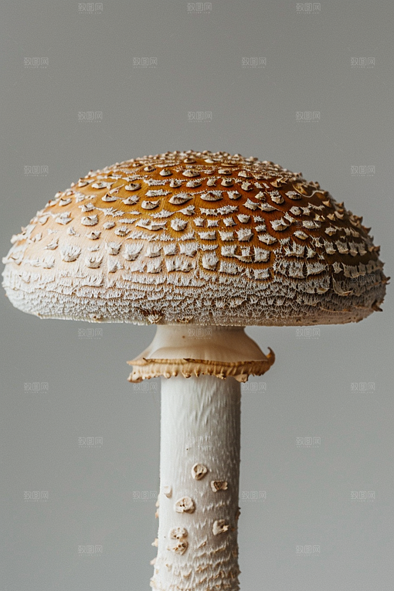 蘑菇新鲜树林摄影图
