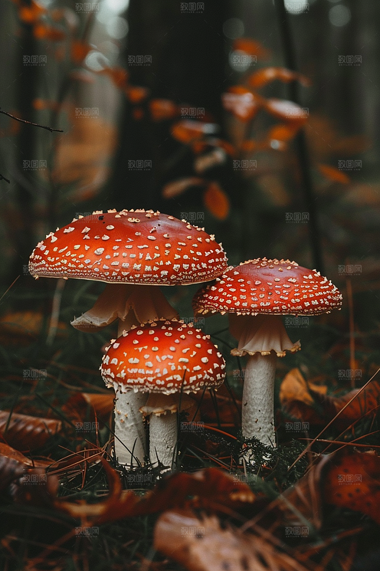 蘑菇雨后自然摄影图