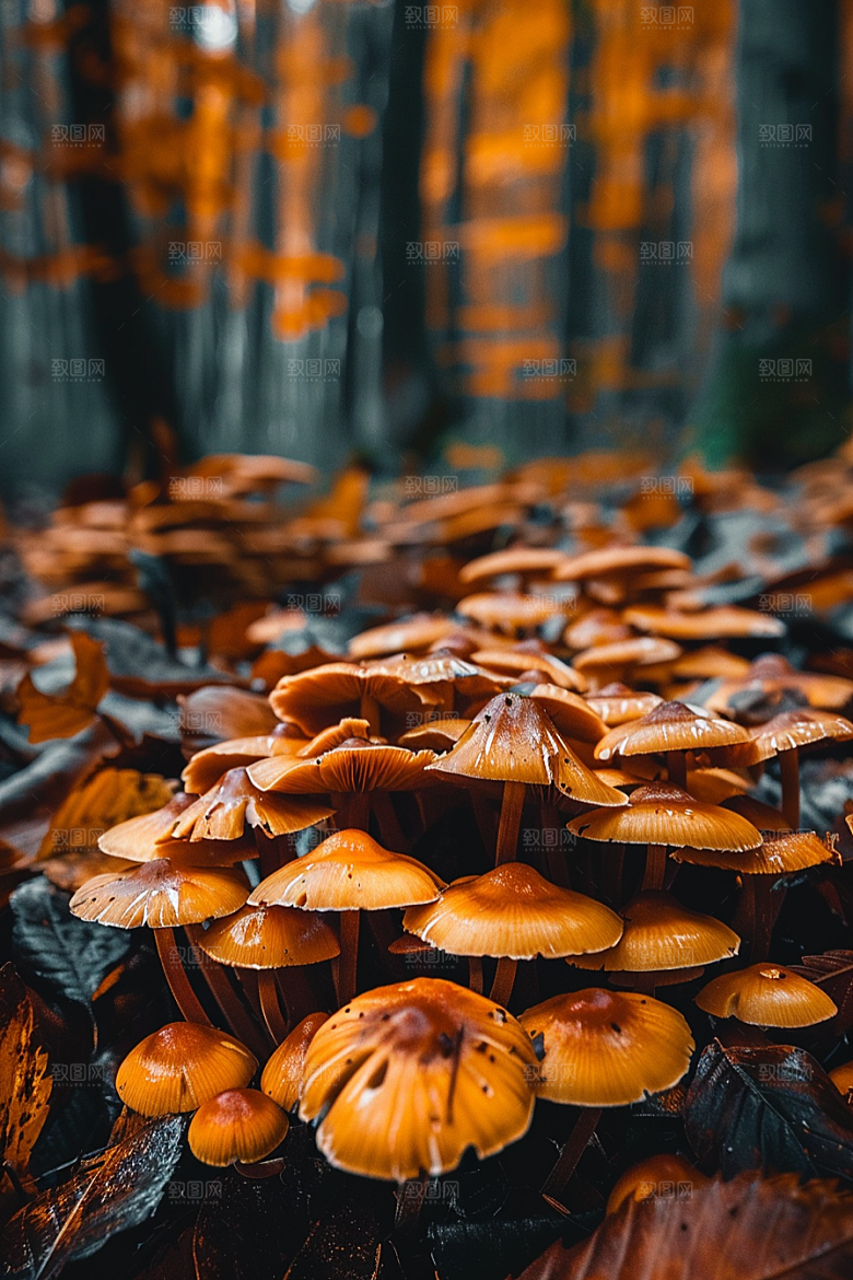 蘑菇菌子食材摄影图