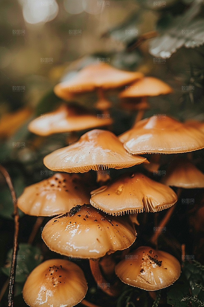 蘑菇鲜美雨后摄影图