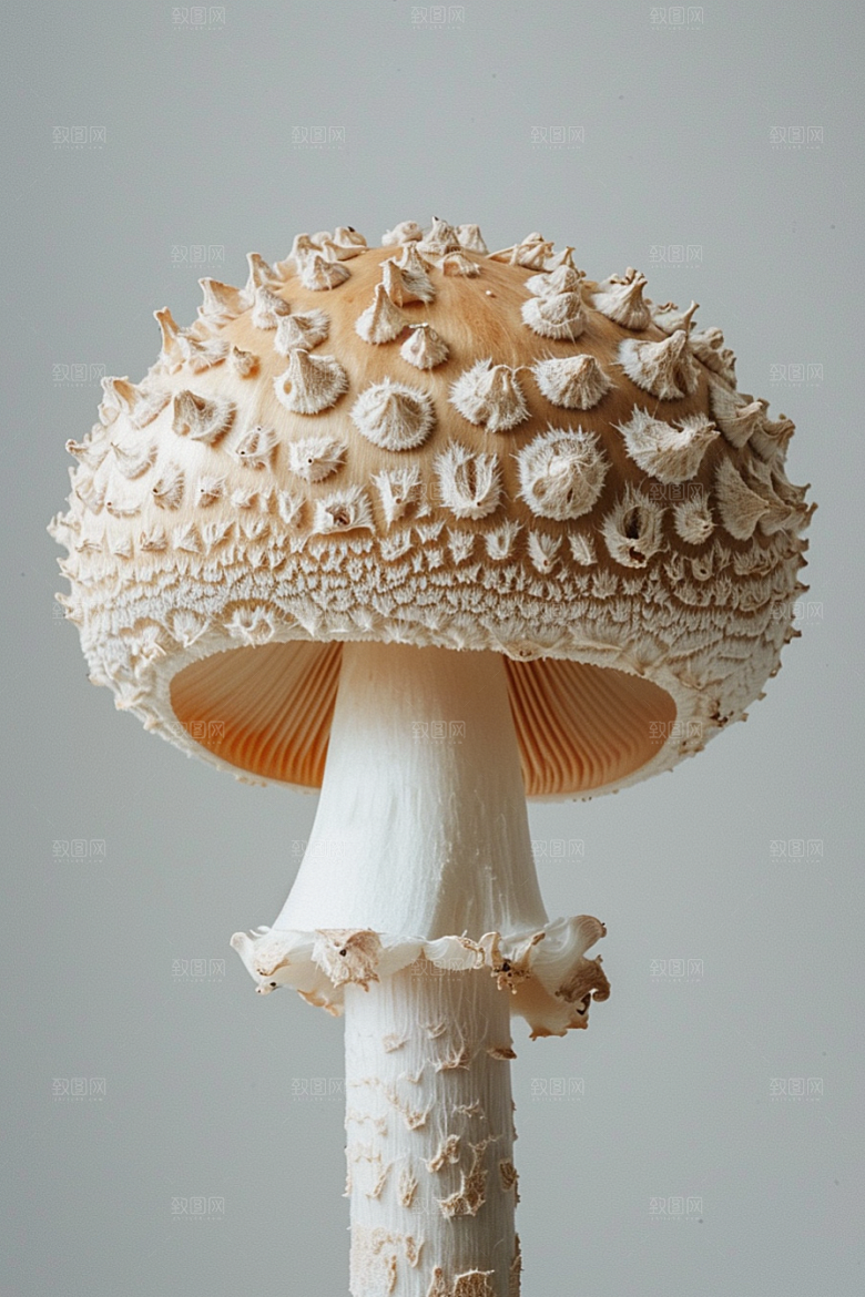蘑菇雨后云南摄影图