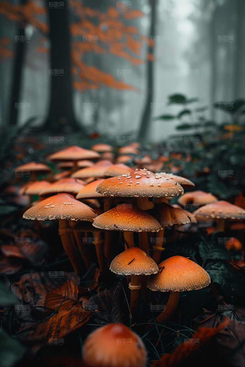 蘑菇菌菇山林摄影图