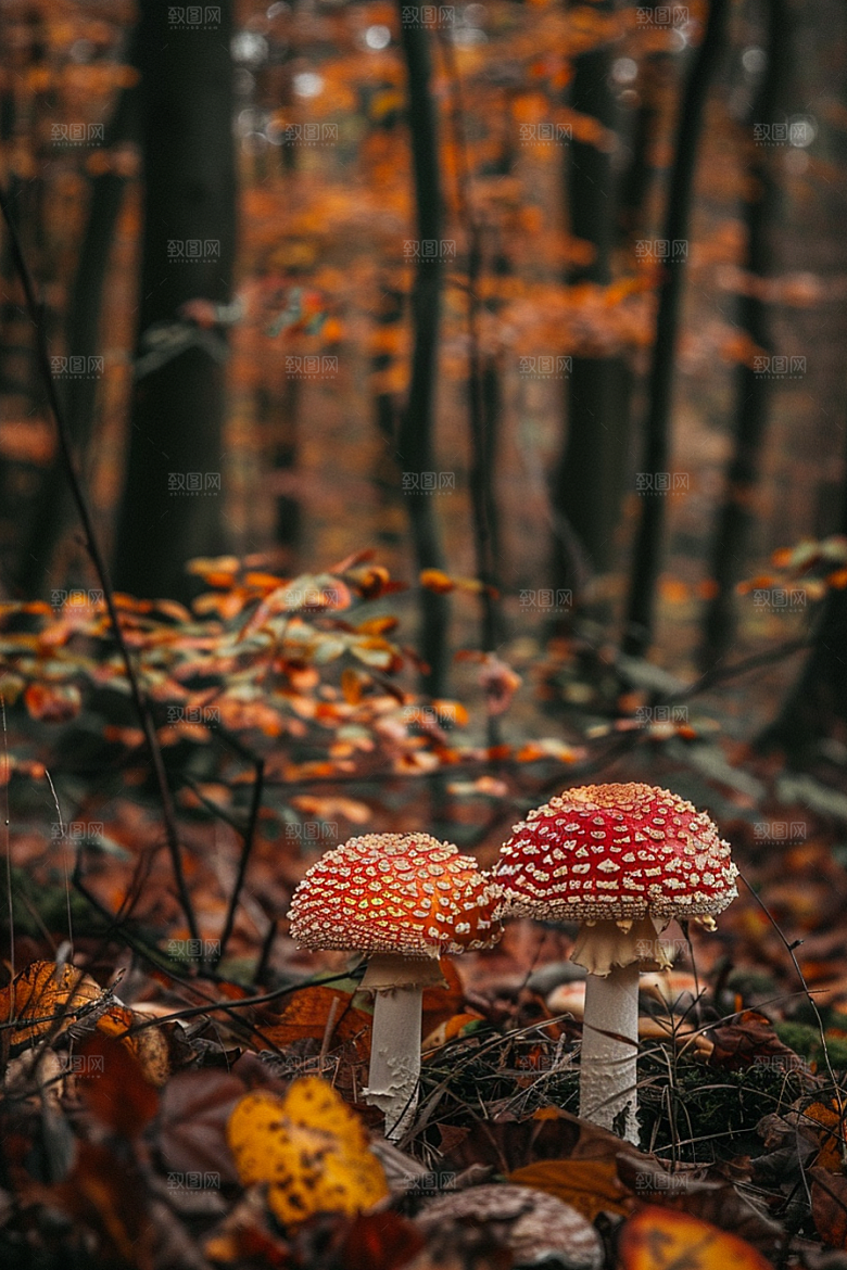 蘑菇雨后山珍摄影图