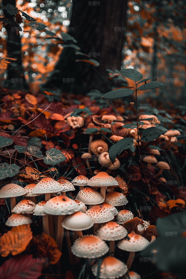 蘑菇高清菌菇摄影图