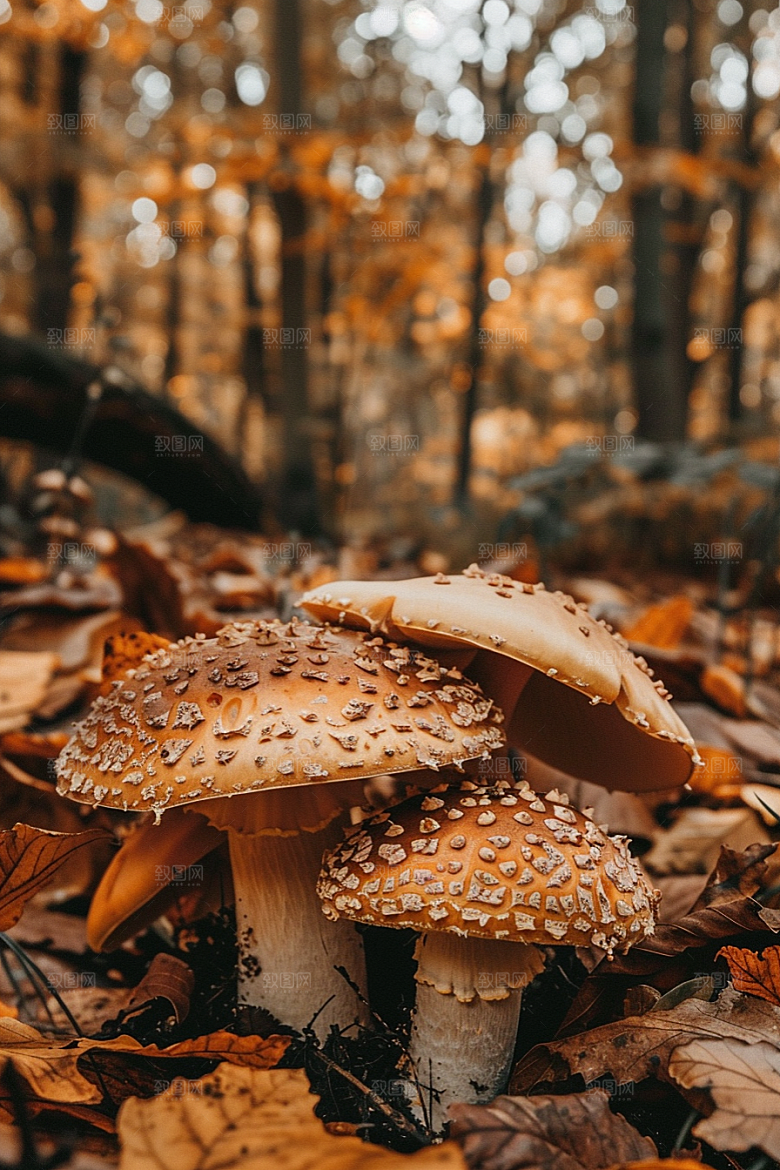 蘑菇清新山林摄影图