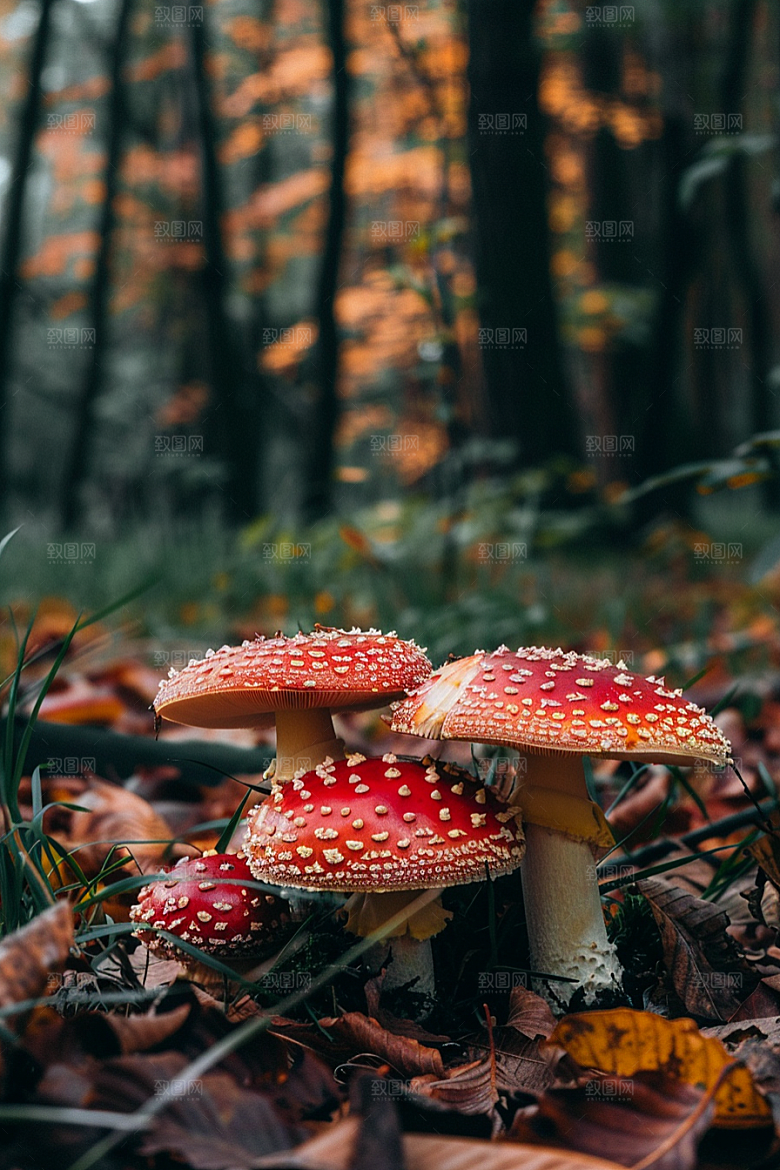 蘑菇自然云南摄影图