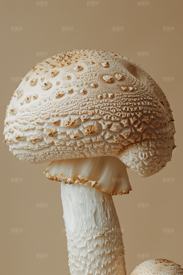 蘑菇山林菌菇摄影图