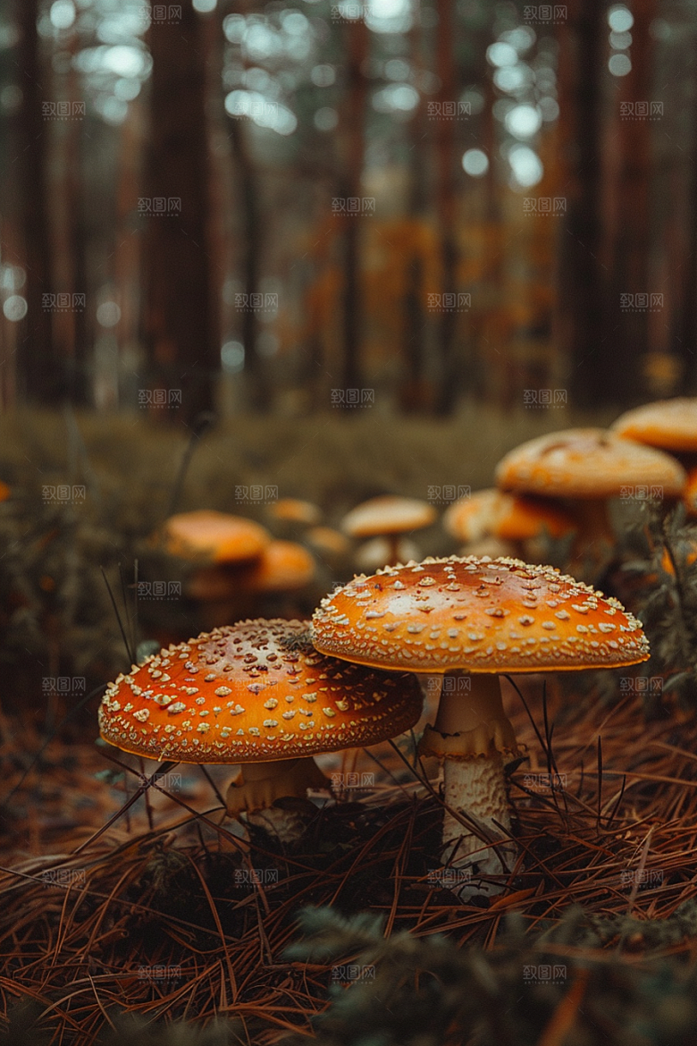 蘑菇鲜美新鲜摄影图