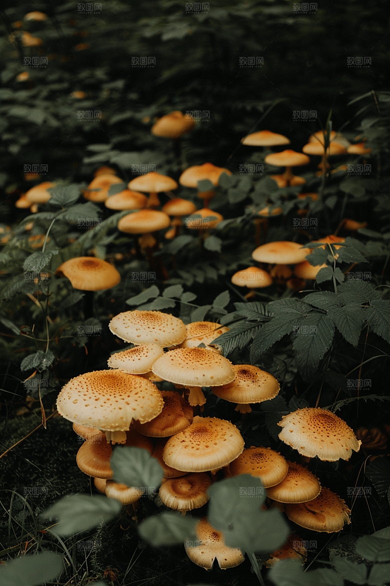 蘑菇云南新鲜摄影图