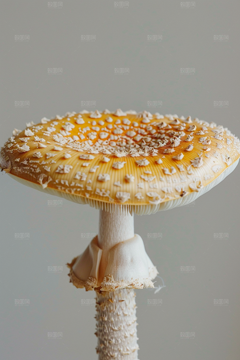 蘑菇山珍新鲜摄影图