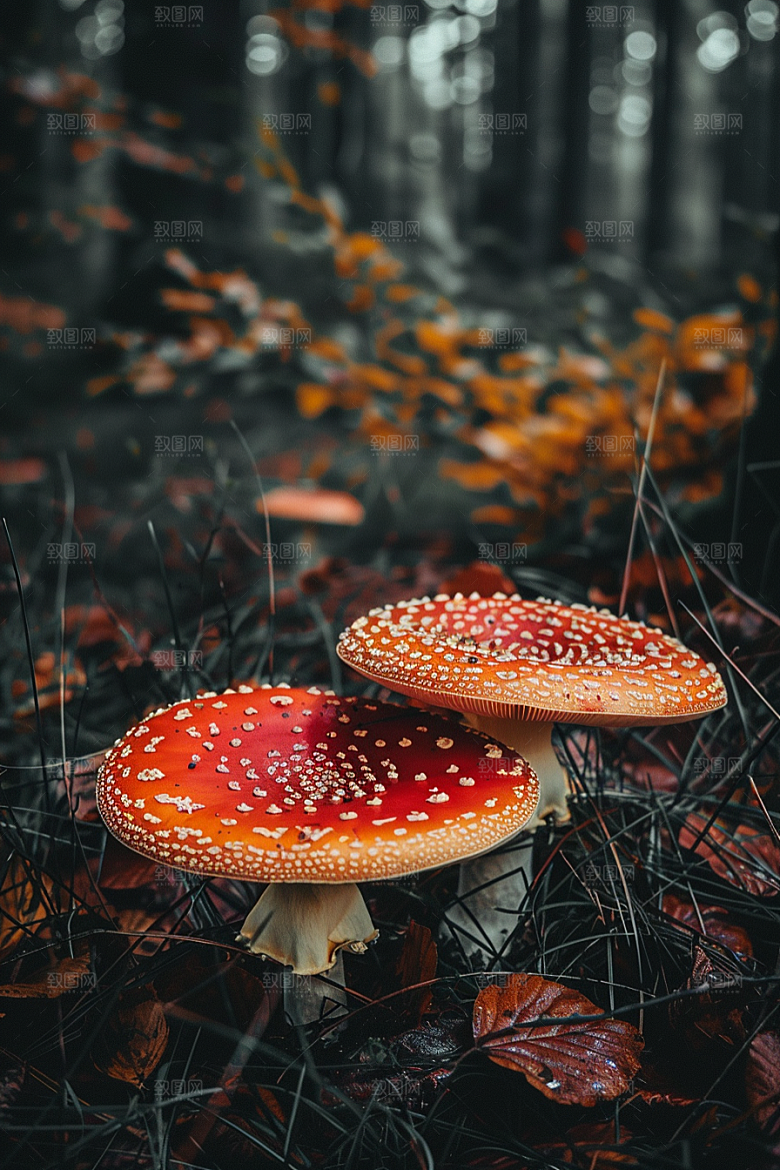 蘑菇新鲜树林摄影图