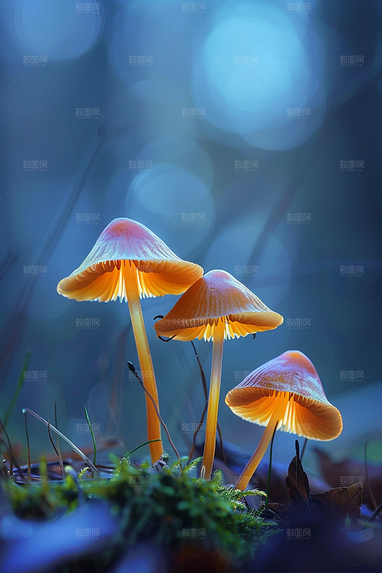 蘑菇美味自然摄影图