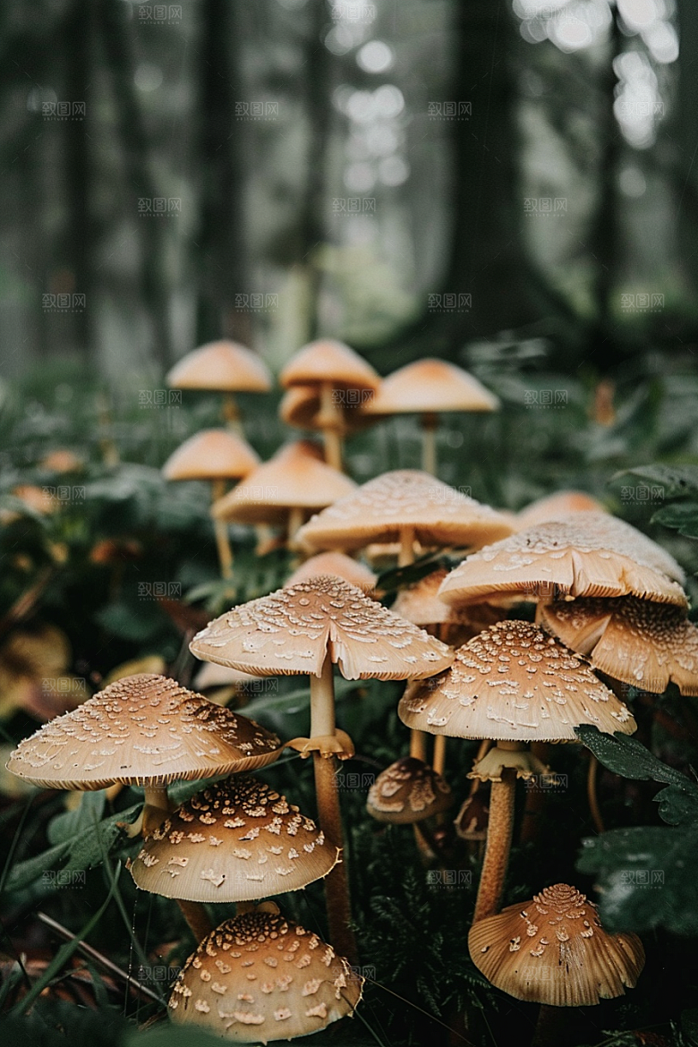 蘑菇山林树林摄影图