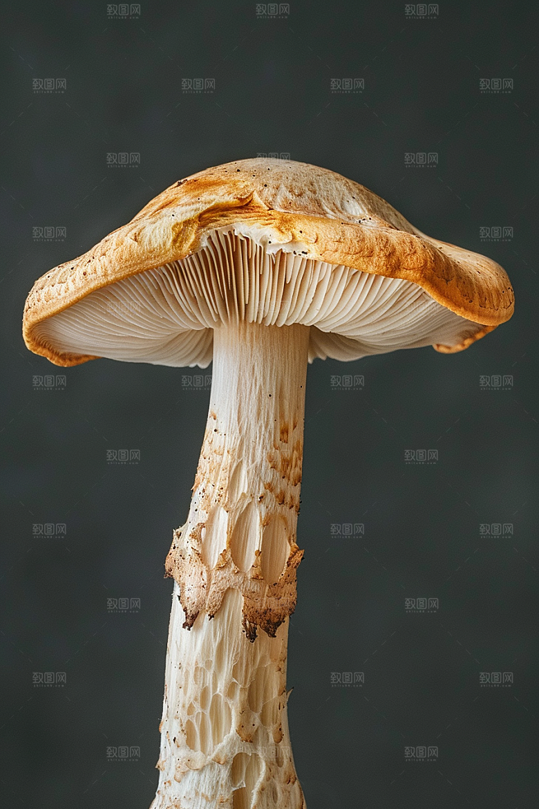 蘑菇云南食材摄影图