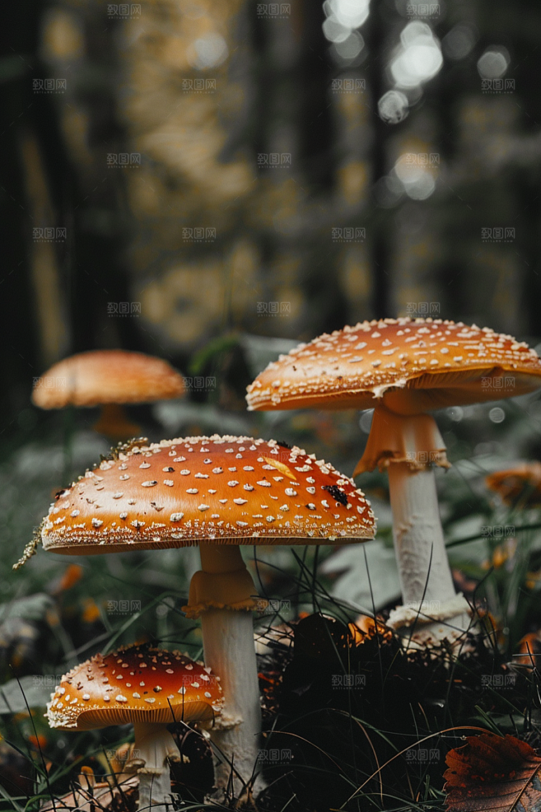 蘑菇云南清新摄影图