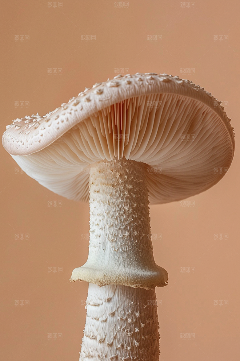 蘑菇自然菌菇摄影图