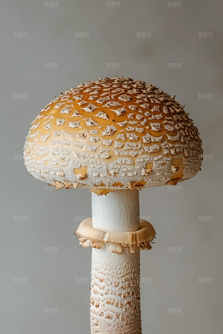 蘑菇山珍菌子摄影图