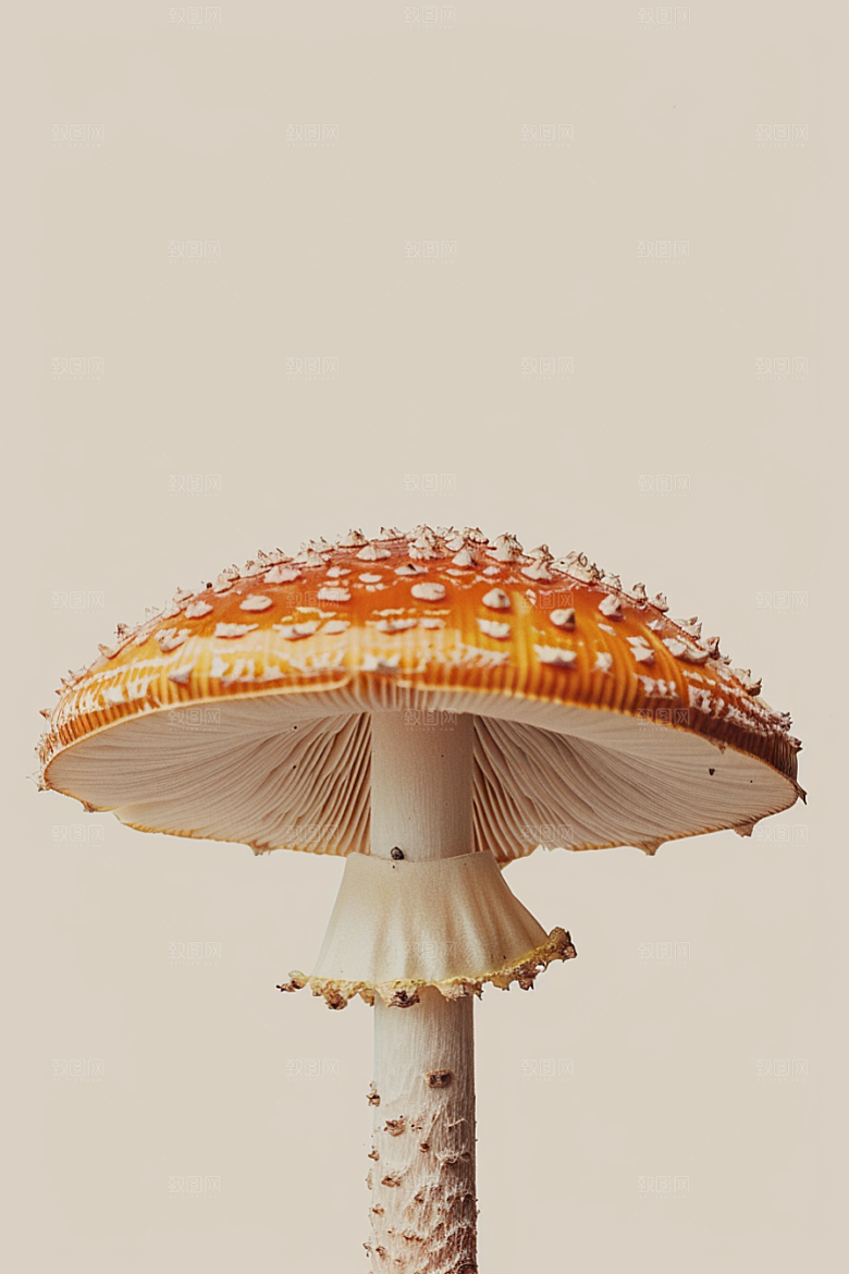 蘑菇美味山林摄影图