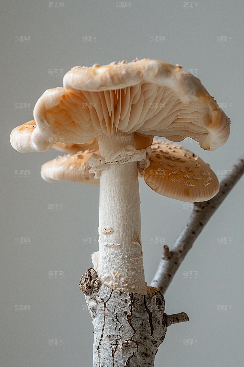 蘑菇菌菇鲜美摄影图