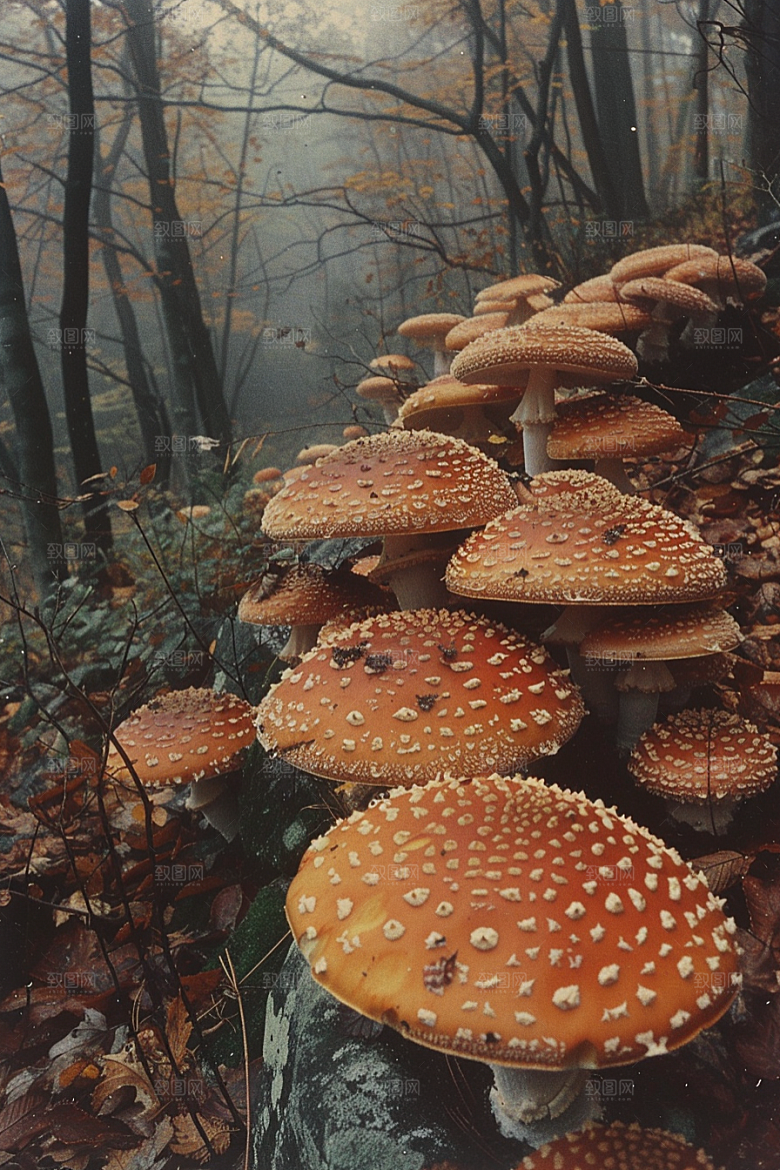 蘑菇山珍菌子摄影图