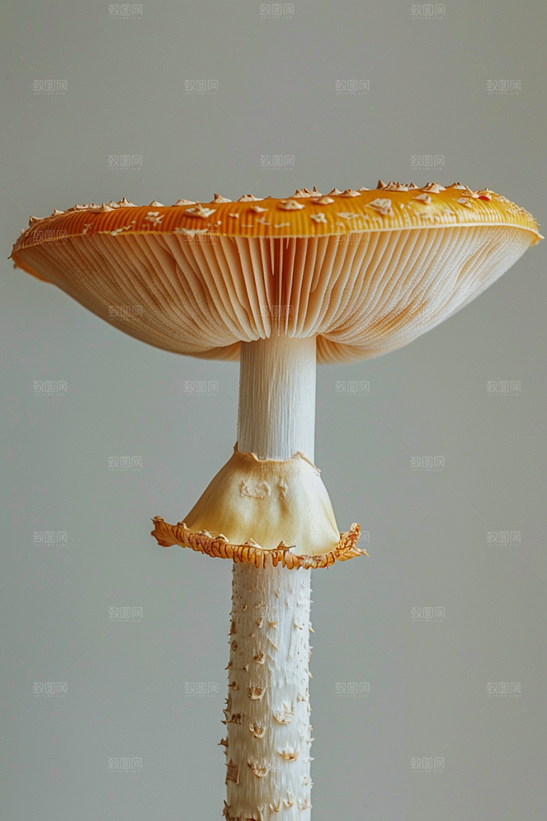 蘑菇食材菌菇摄影图