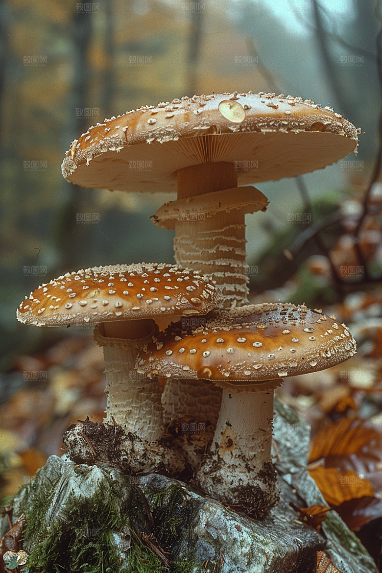 蘑菇山林美味摄影图