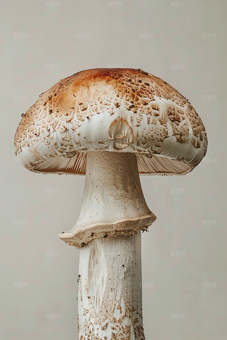蘑菇美味菌子摄影图