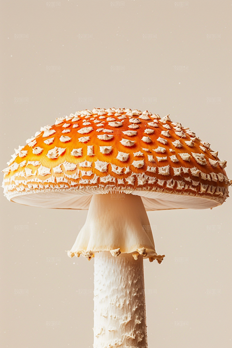 蘑菇菌菇高清摄影图