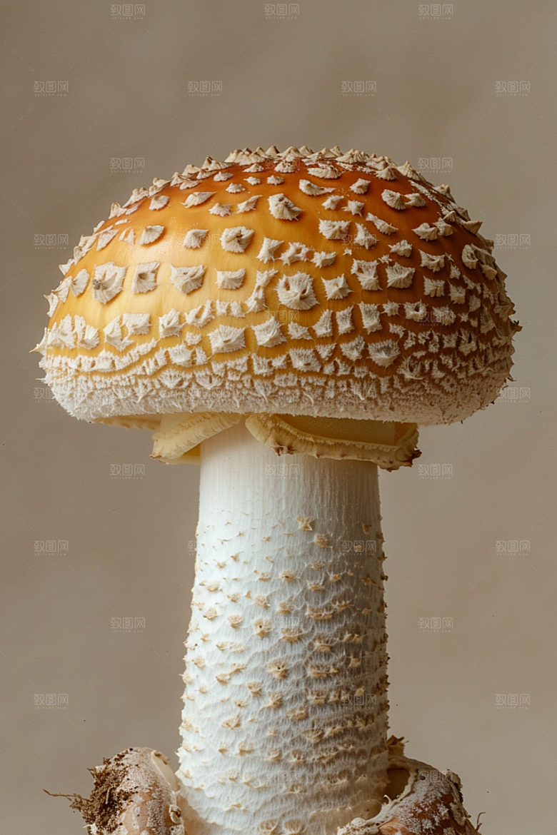 蘑菇新鲜美味摄影图