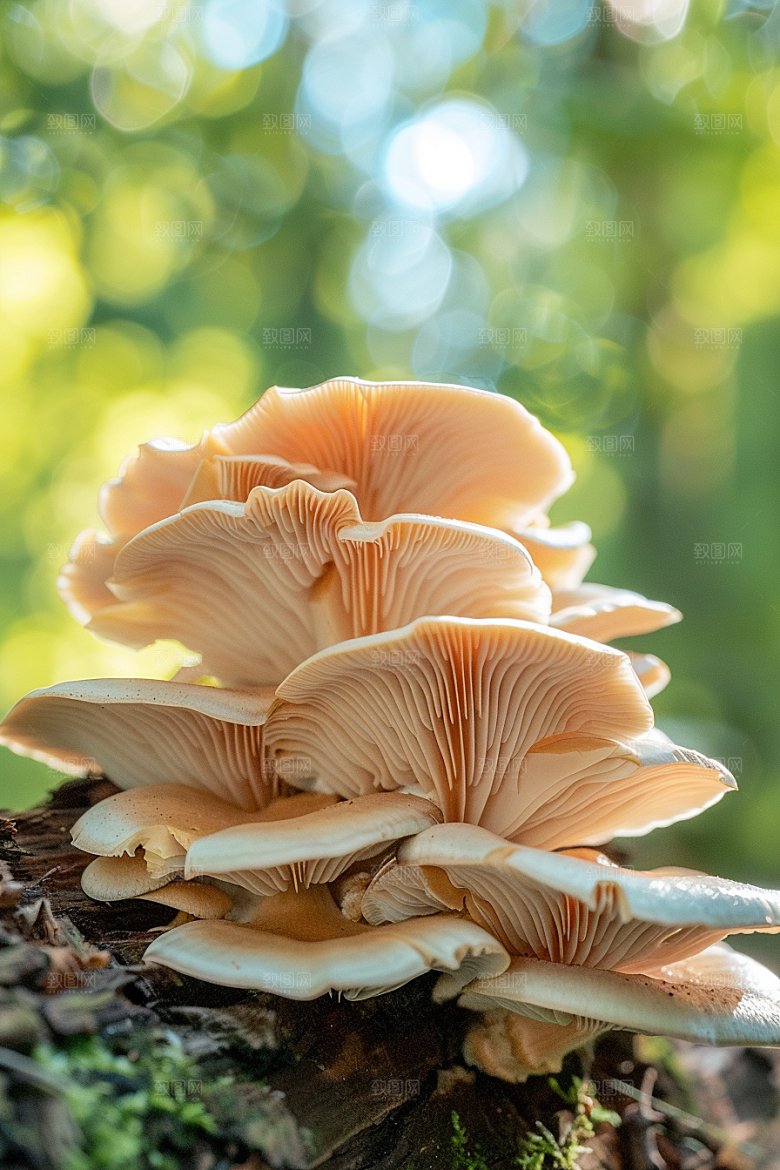 蘑菇清新山珍摄影图